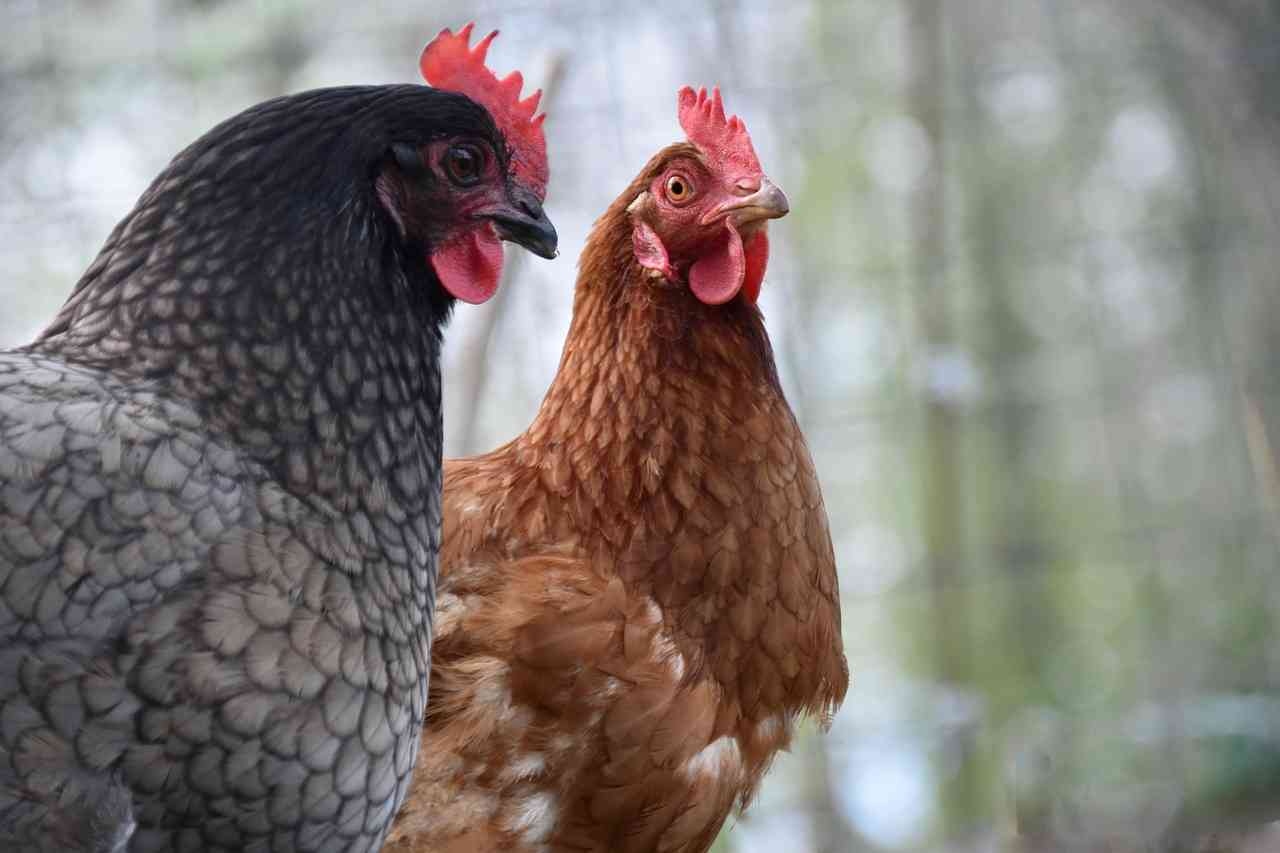 Οι Όρνιθες του Αριστοφάνη